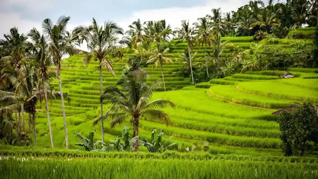 Tegallalang rice terrace in Ubud, Bali