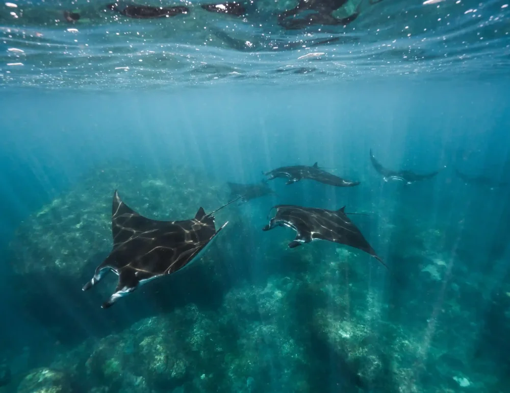 Manta rays swimming underwater in Indonesian waters